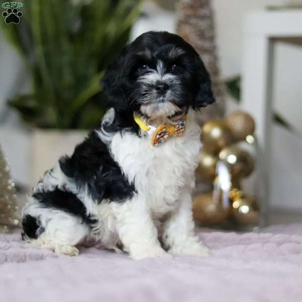 Hunter, Cockapoo Puppy